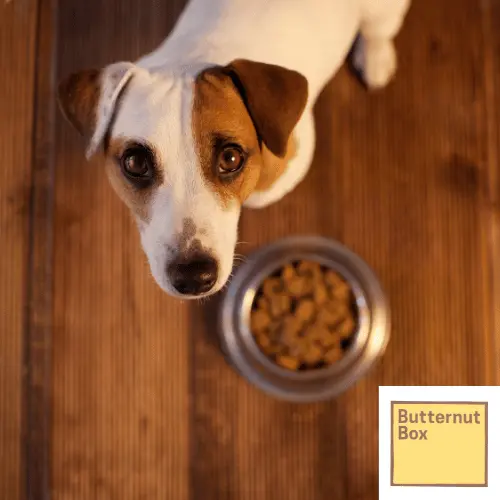 ButterNut Box Pet Marketing Case Study